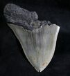 Serrated, Partial Megalodon Tooth - North Carolina #28160-1